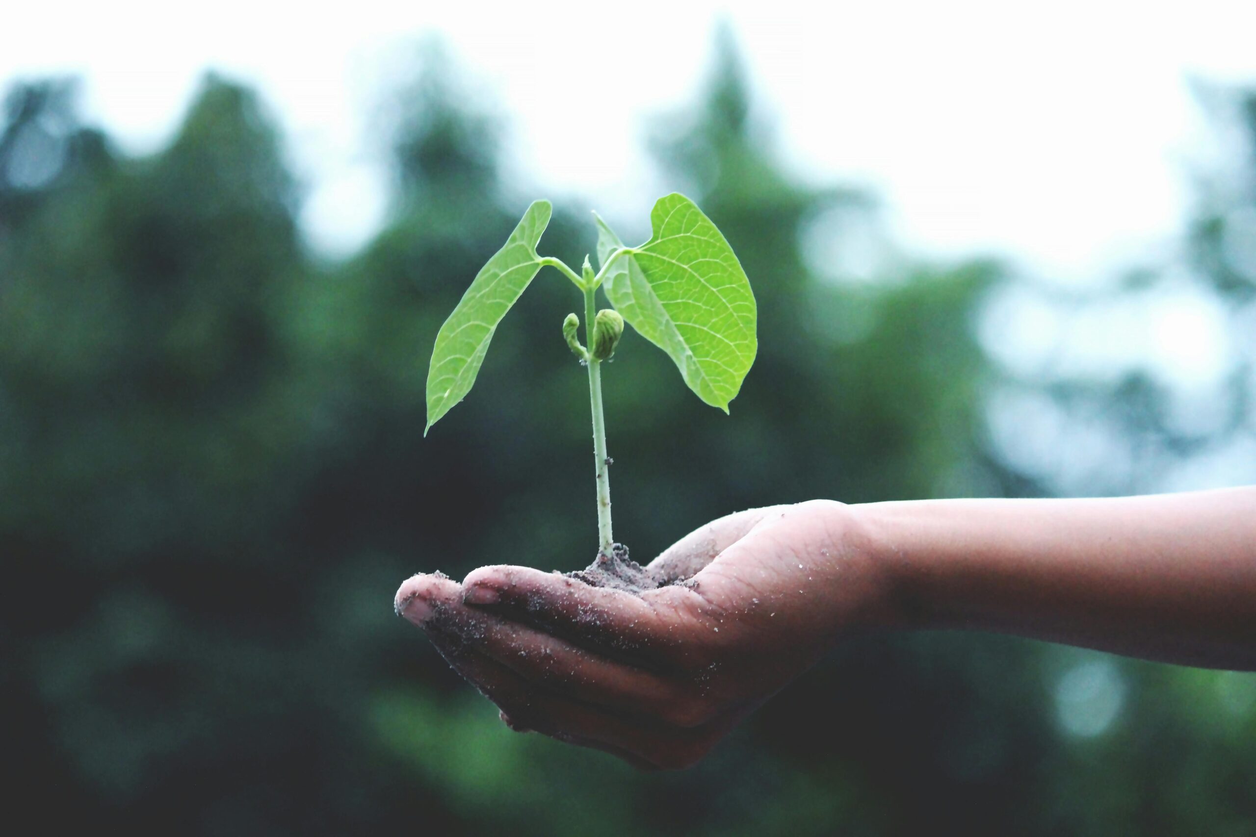 A hand holds some soil and a small growing plant with two leaves as a symbol of the growth process you must embrace to create lasting change